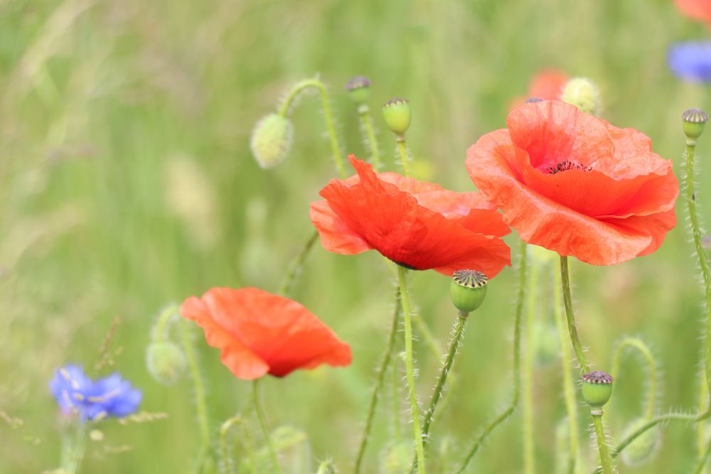 Sommerwiese