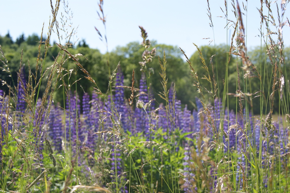 Sommerwiese