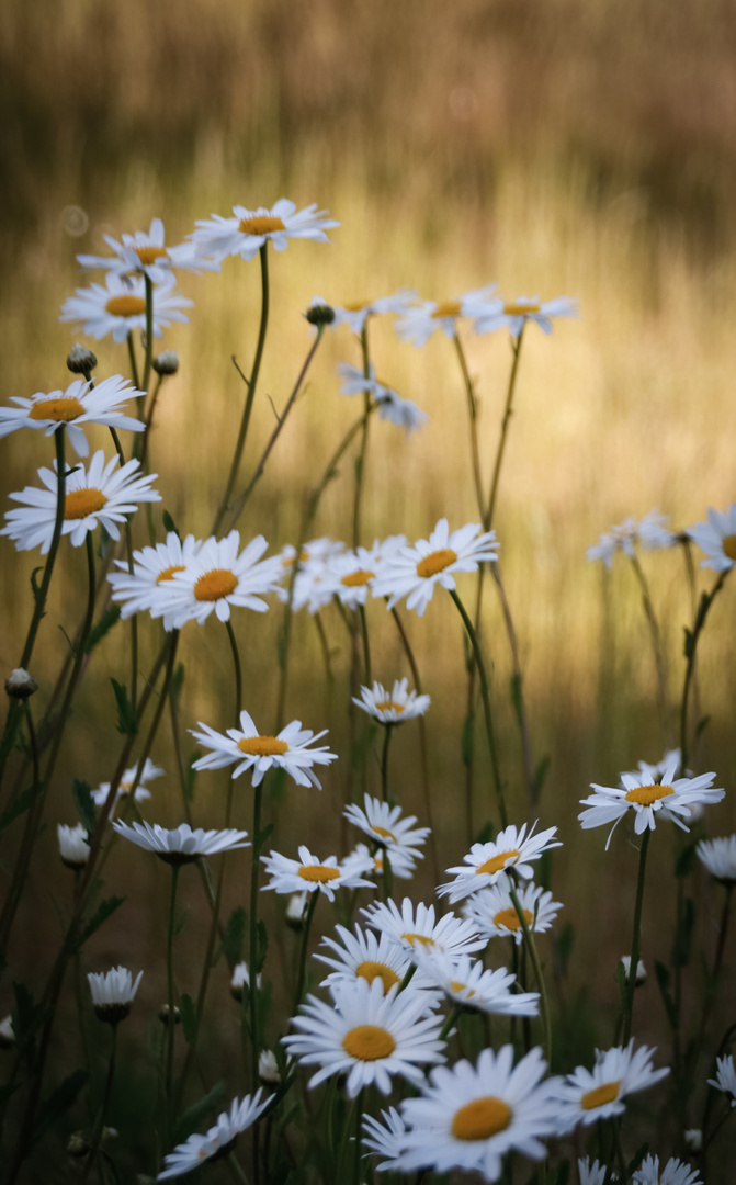 Sommerwiese 