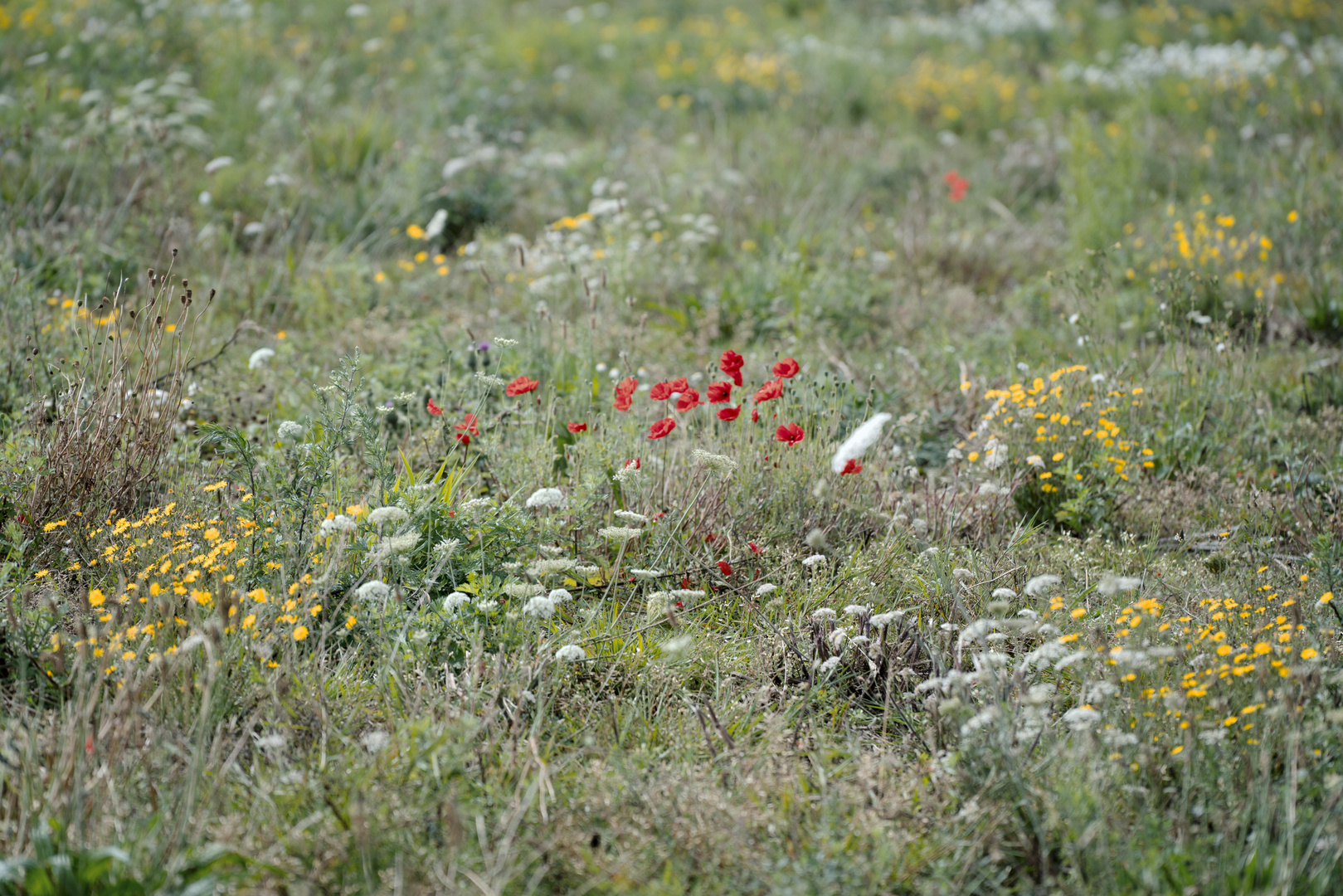 Sommerwiese