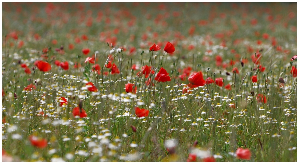 Sommerwiese