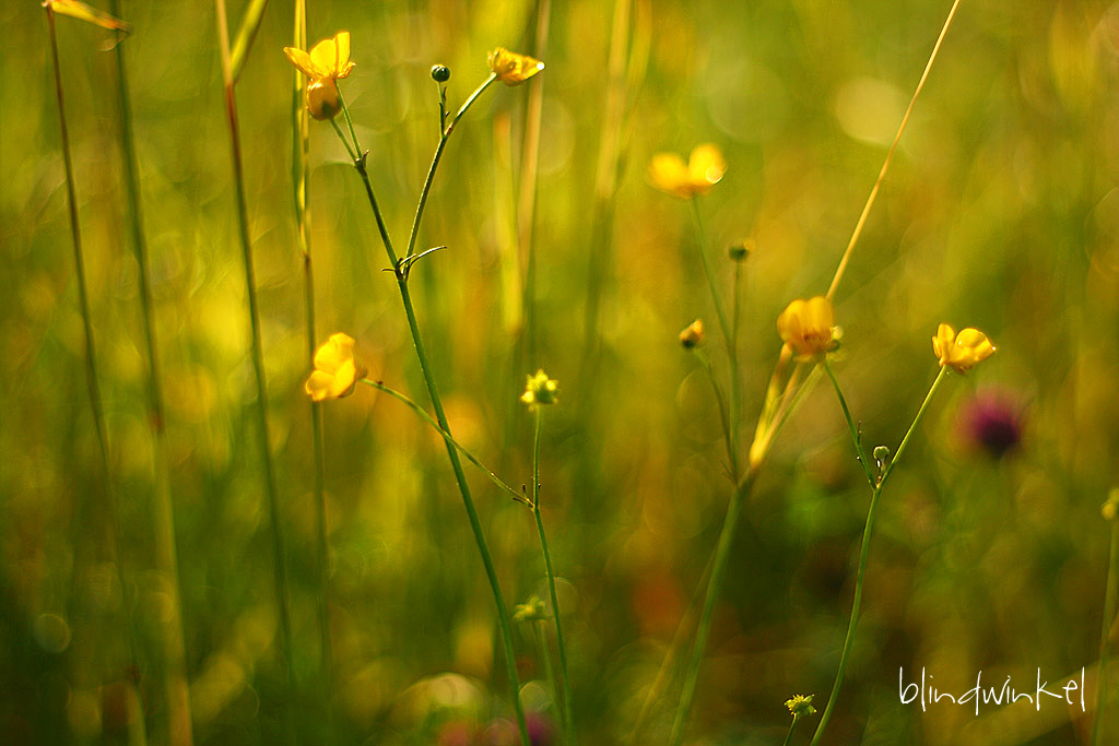 Sommerwiese