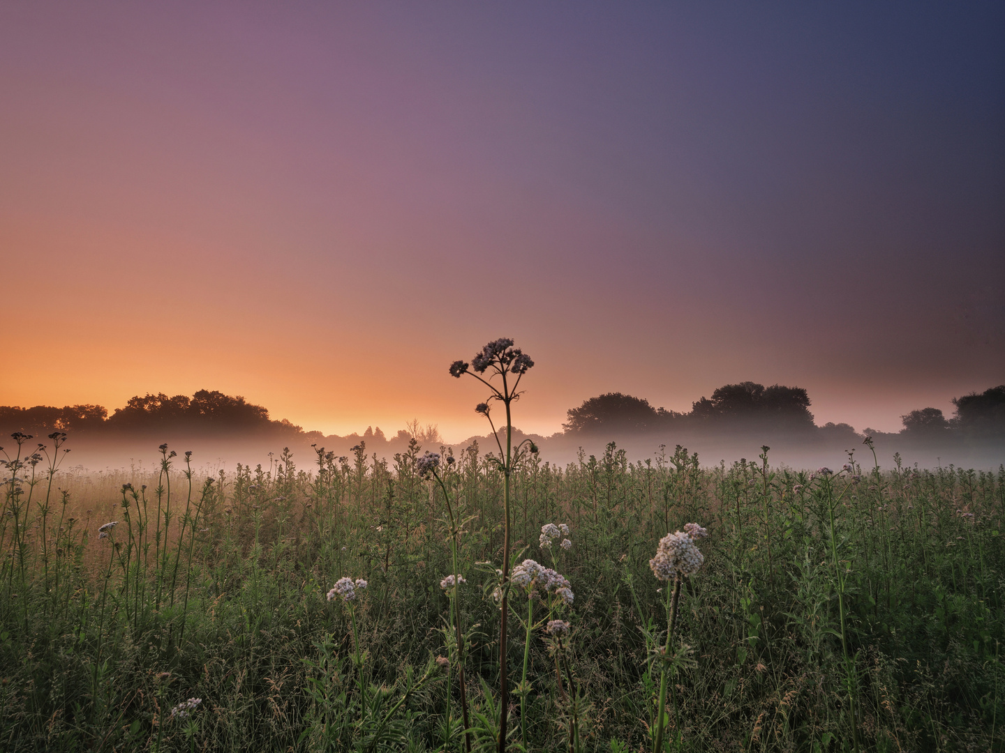 Sommerwiese