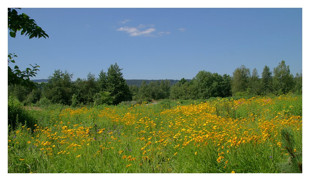 Sommerwiese