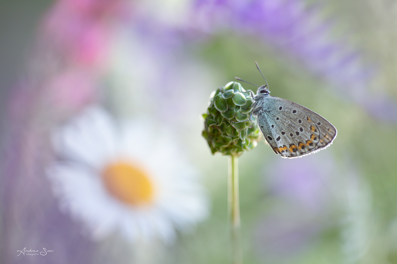 ... Sommerwiese ...