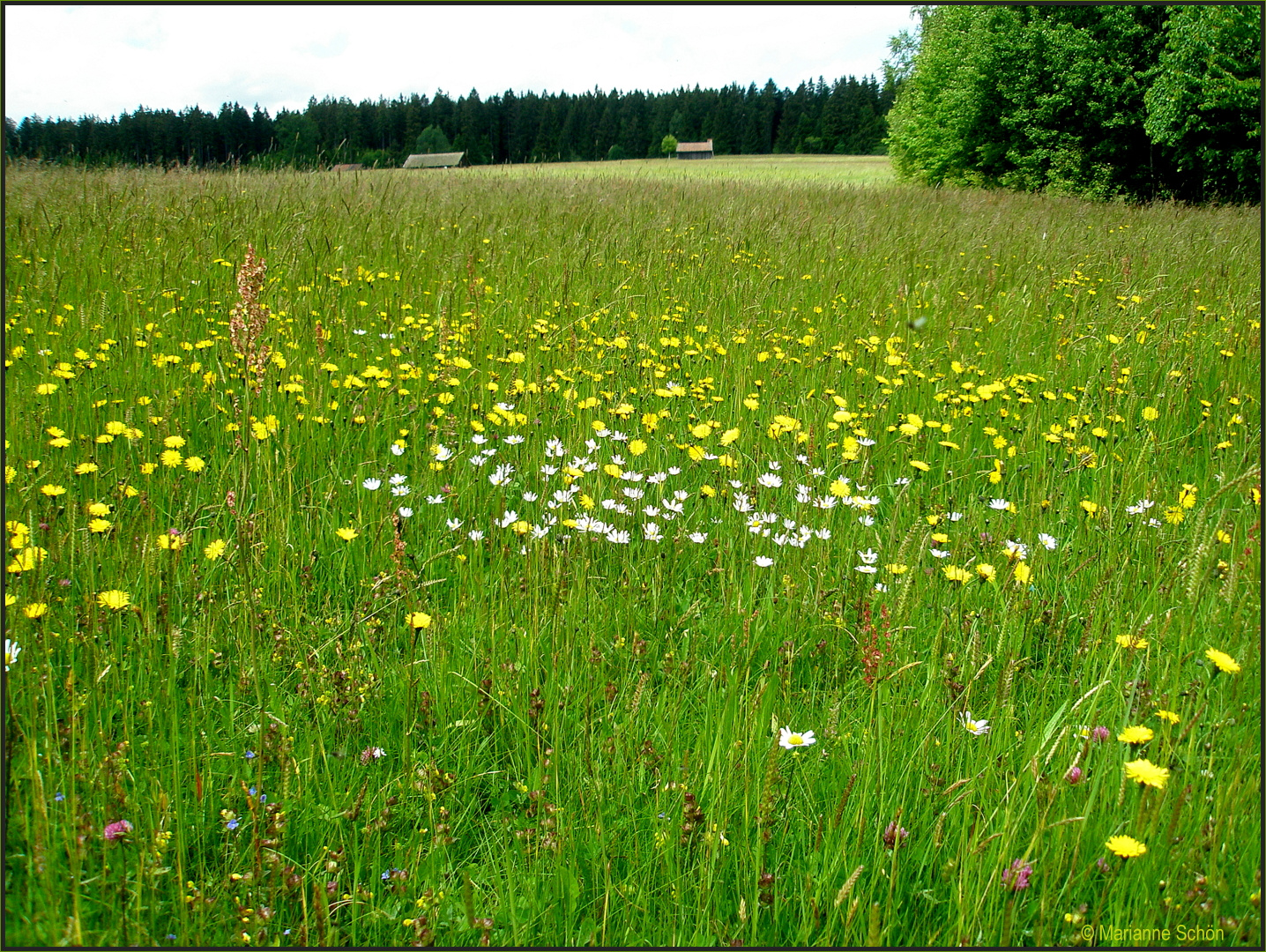 *Sommerwiese*