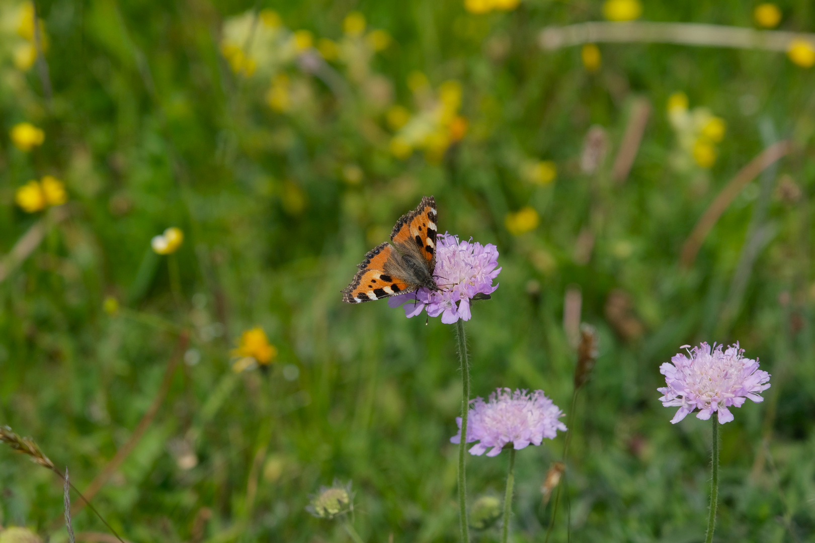 Sommerwiese