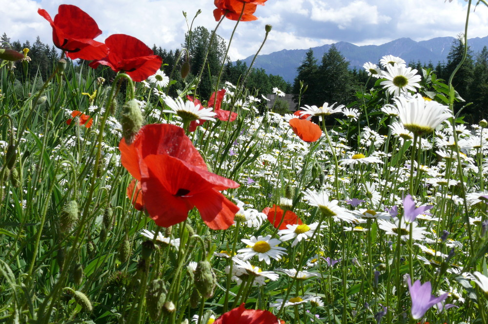 Sommerwiese