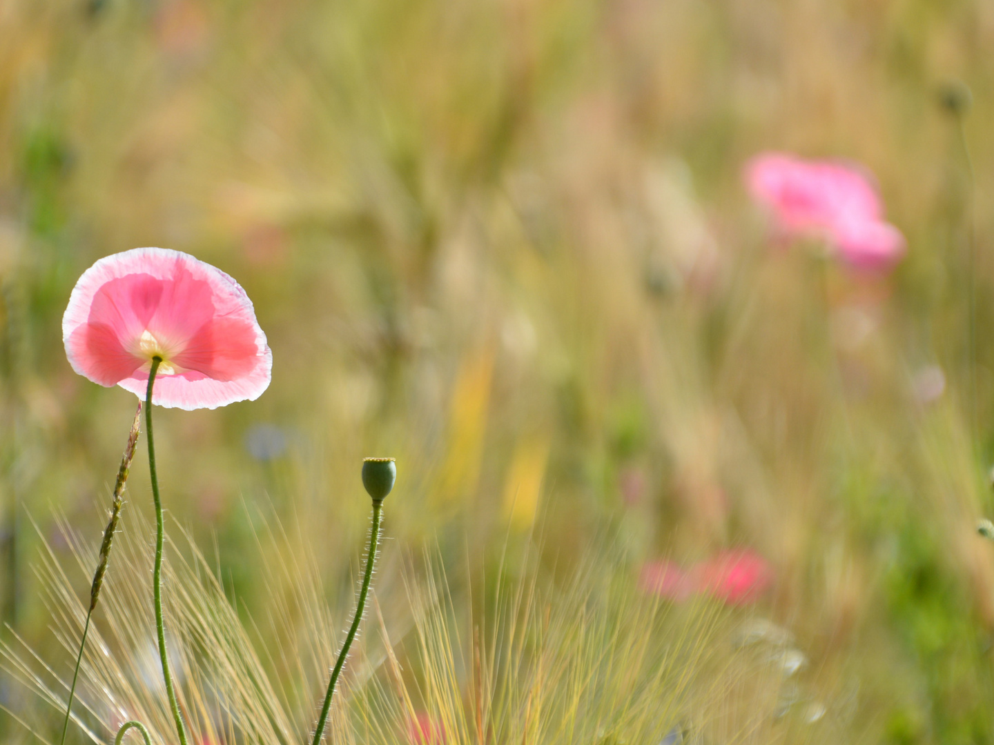 Sommerwiese