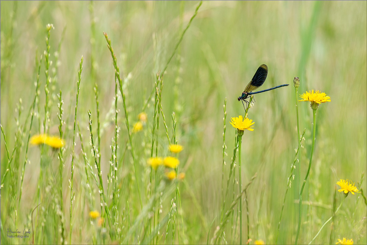 Sommerwiese