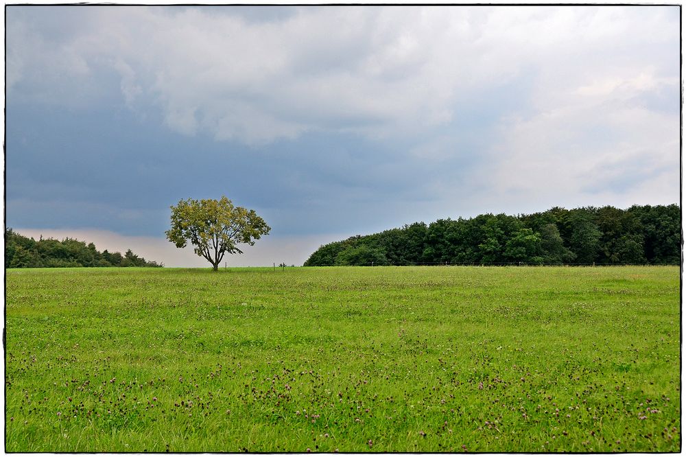 Sommerwiese