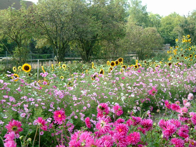 Sommerwiese