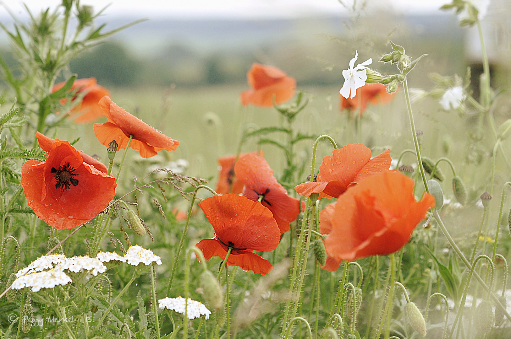 Sommerwiese