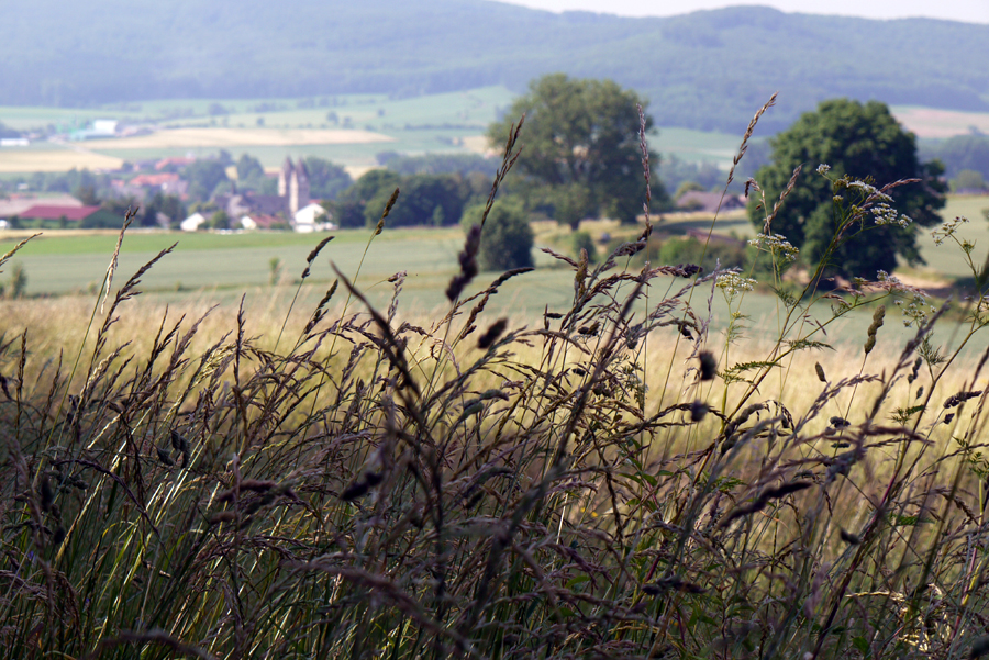 Sommerwiese