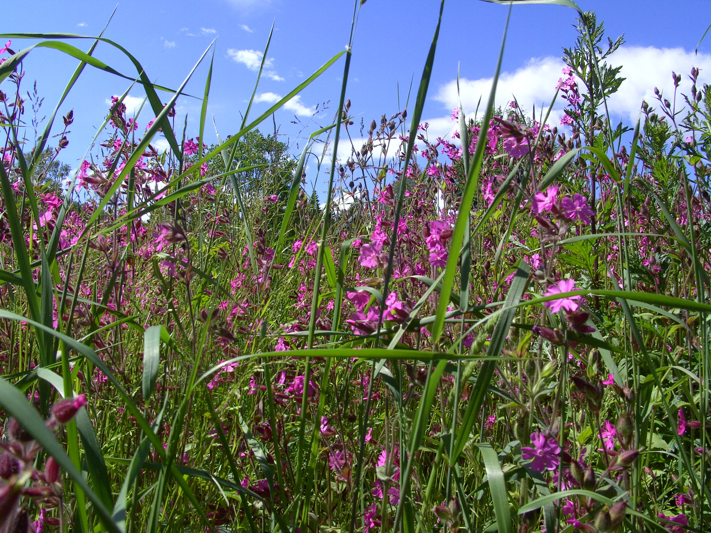 Sommerwiese