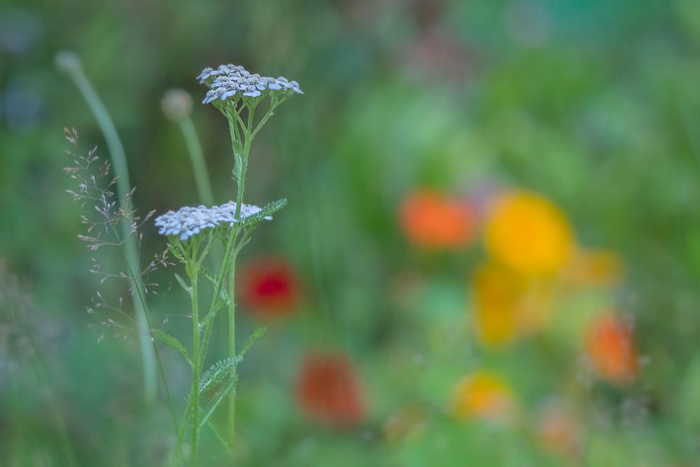 Sommerwiese