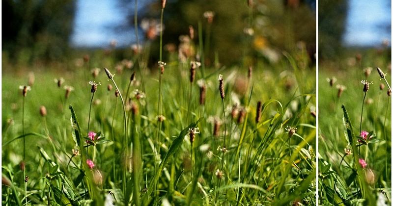 sommer.wiese.