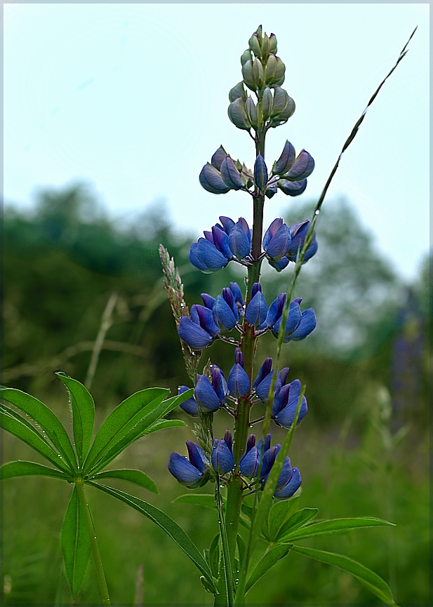 Sommerwiese..