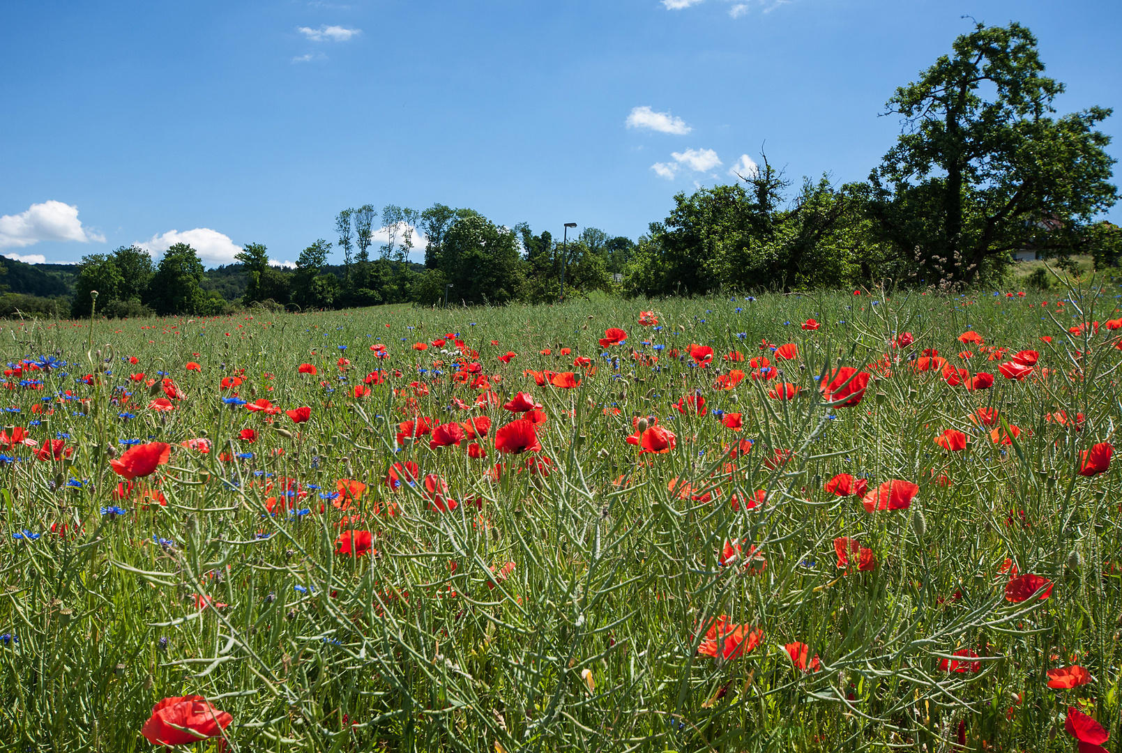 Sommerwiese