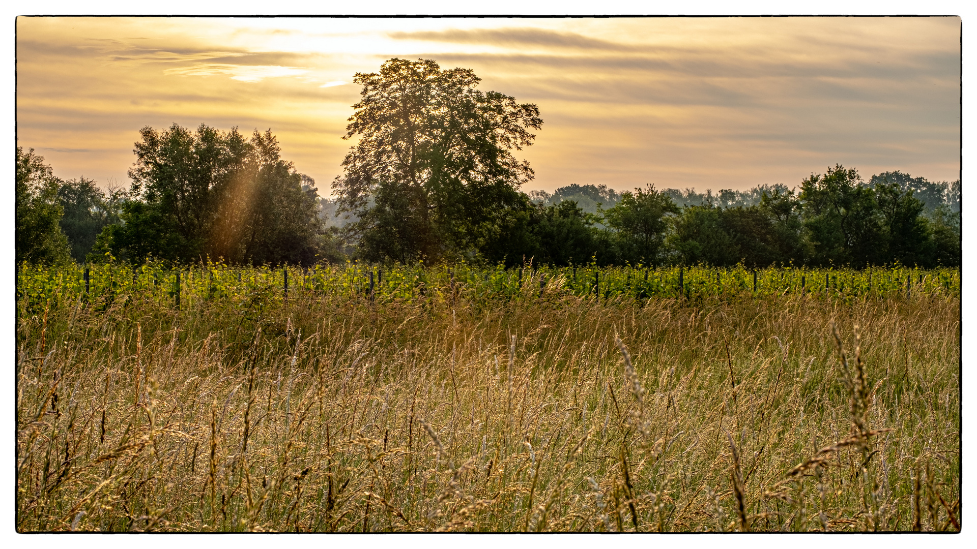 Sommerwiese