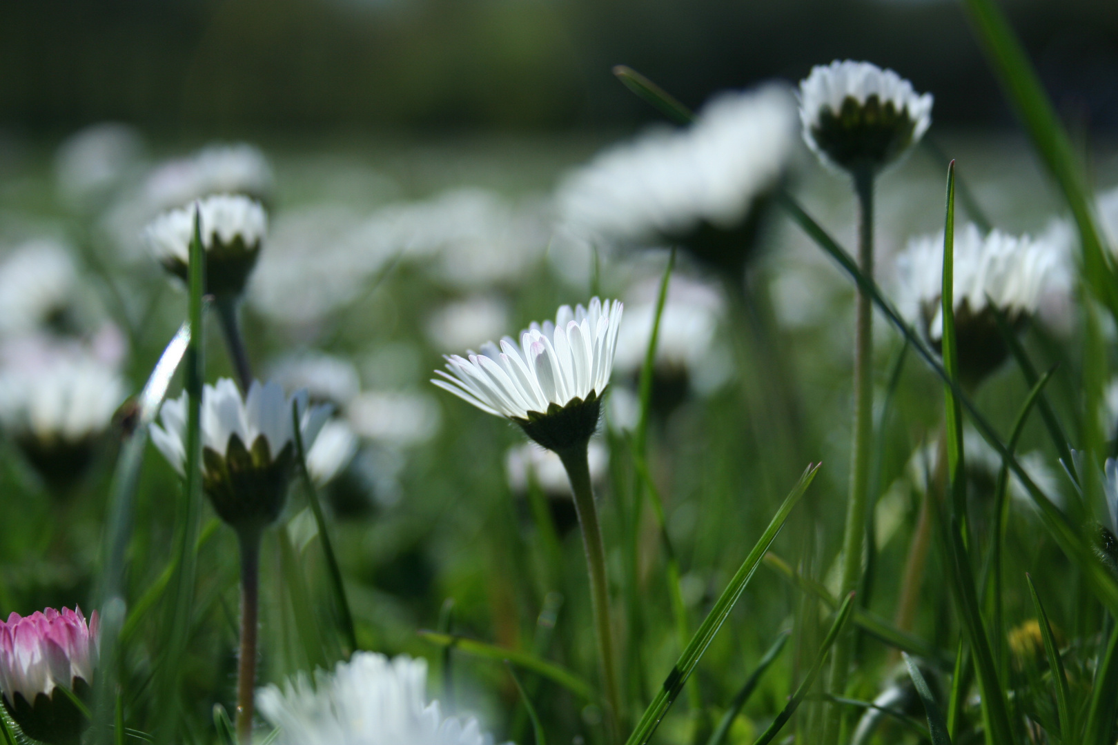 Sommerwiese