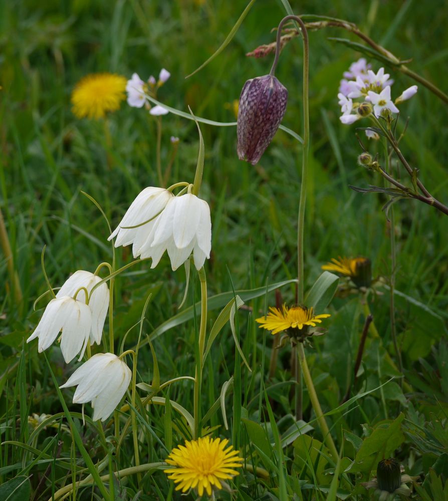 Sommerwiese