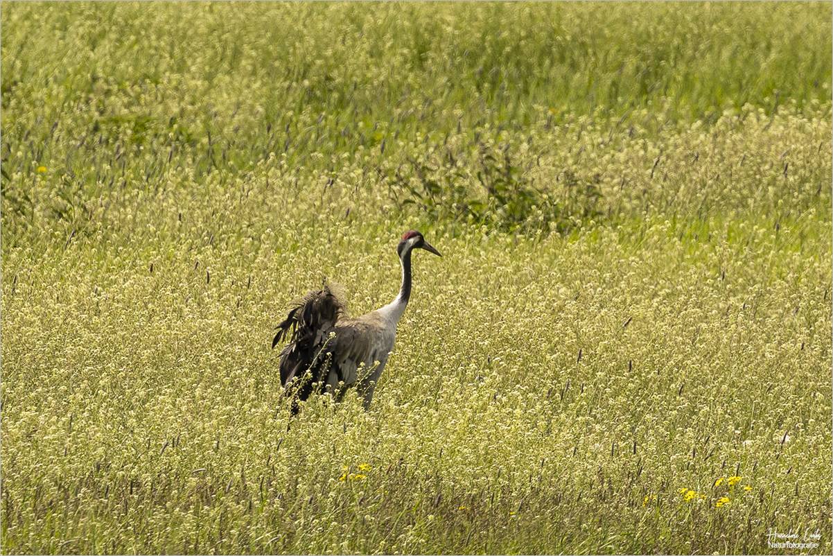 Sommerwiese ...