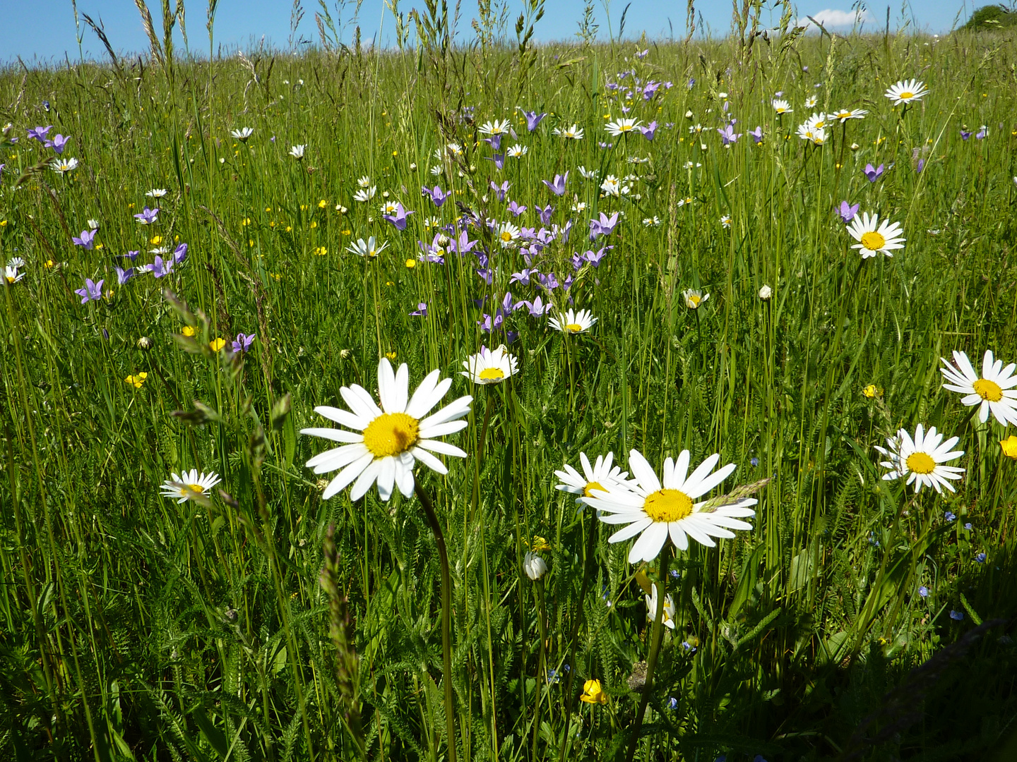 Sommerwiese