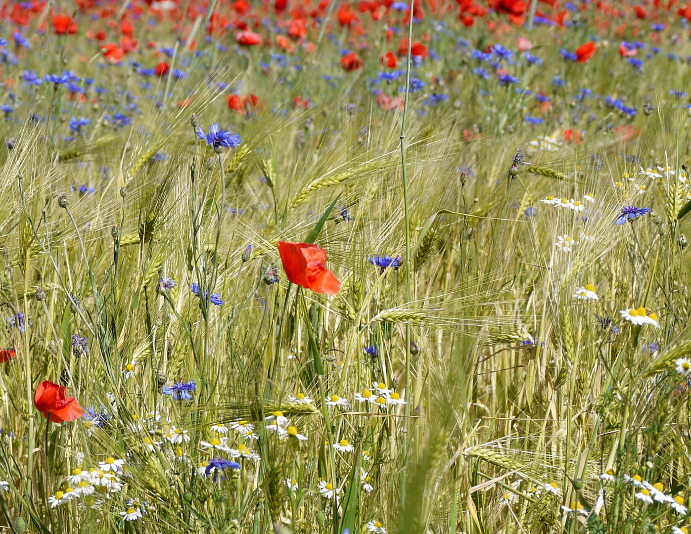 Sommerwiese