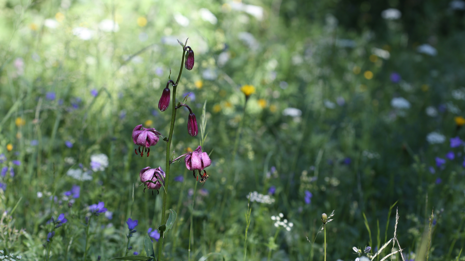 Sommerwiese