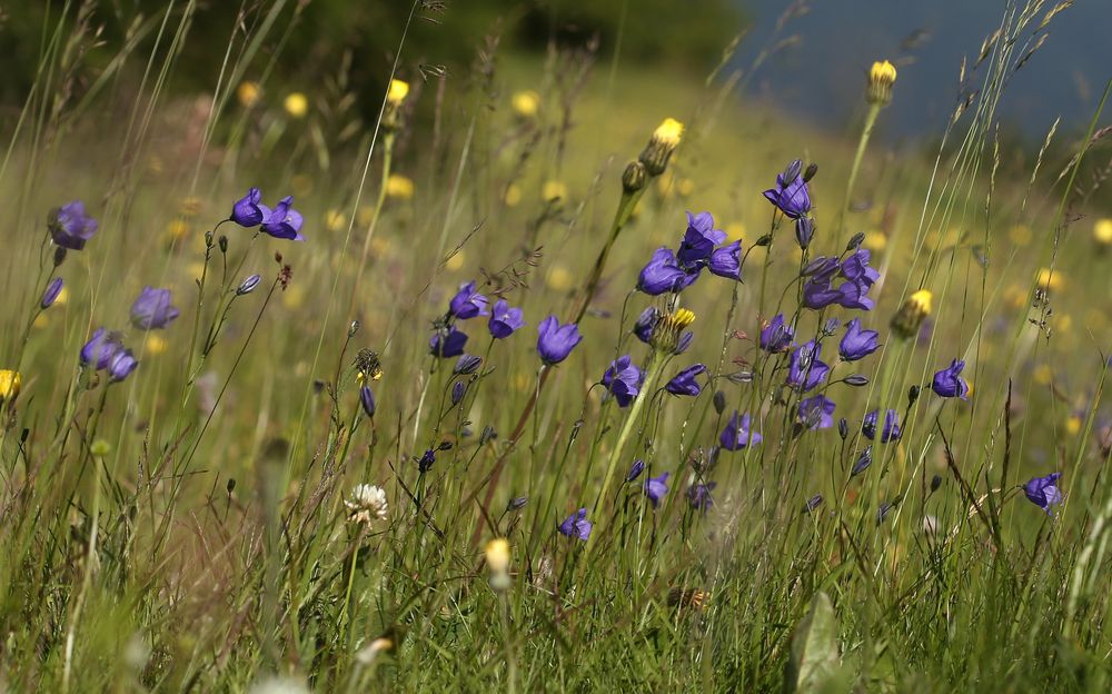 Sommerwiese