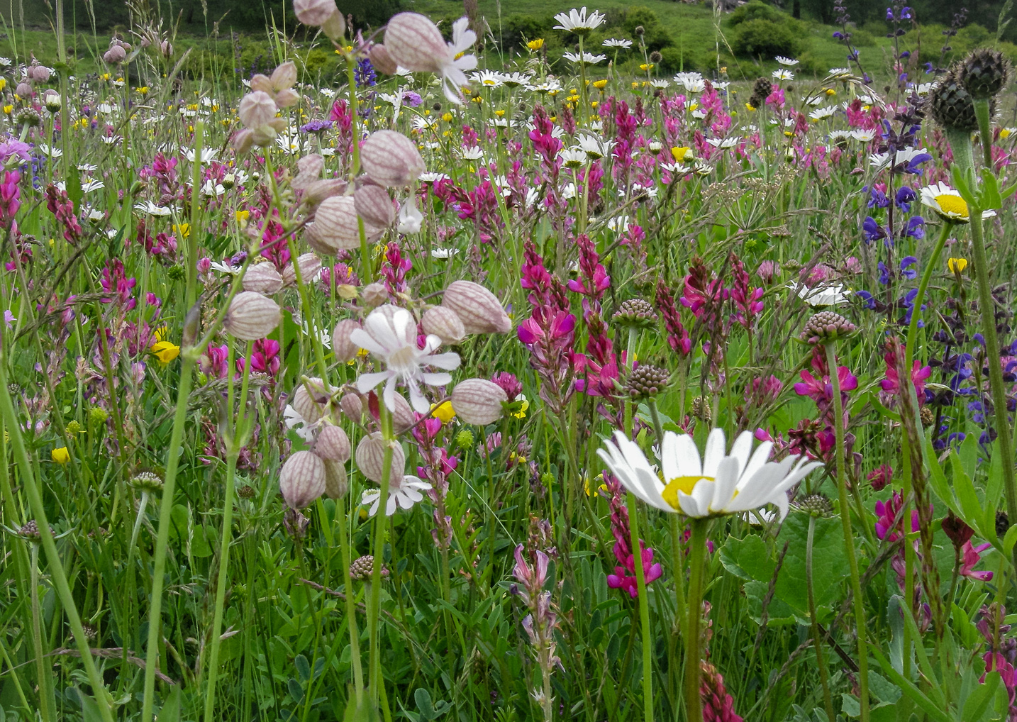 Sommerwiese