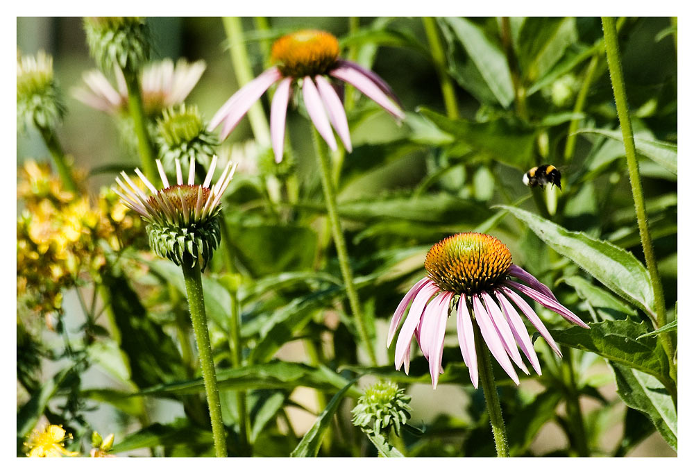 Sommerwiese