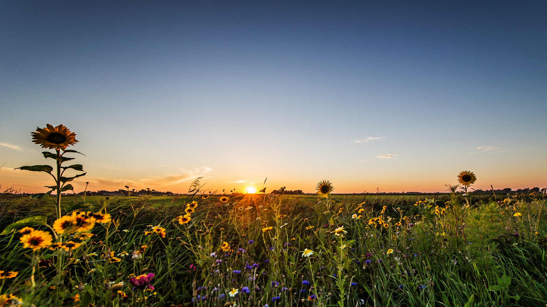 Sommerwiese