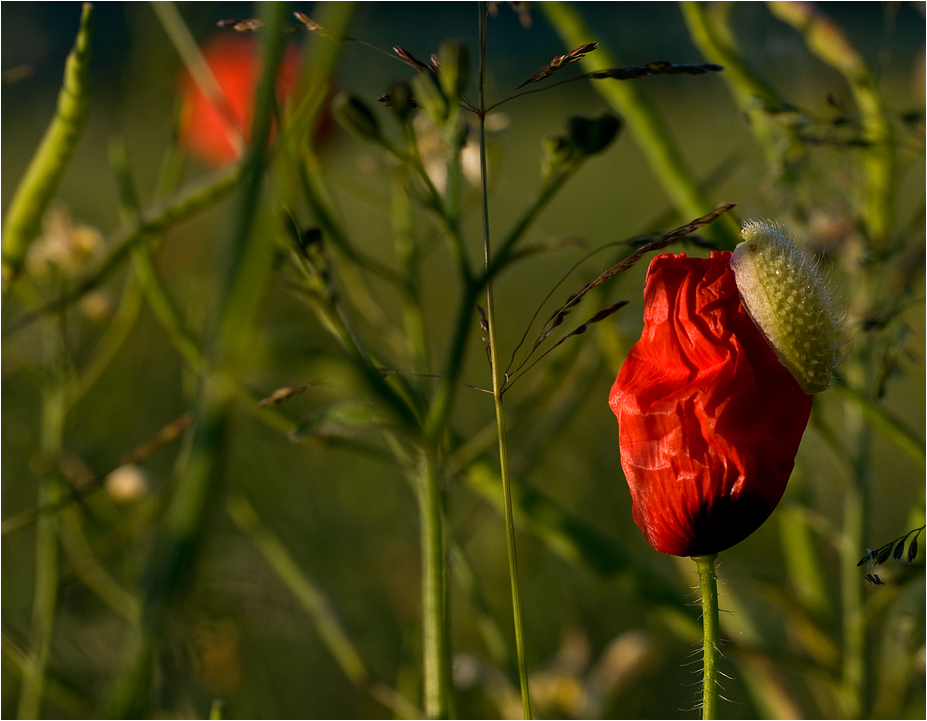 Sommerwiese