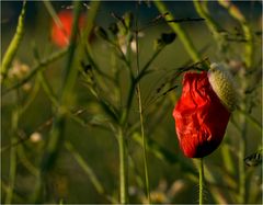 Sommerwiese