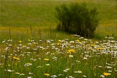 Sommerwiese