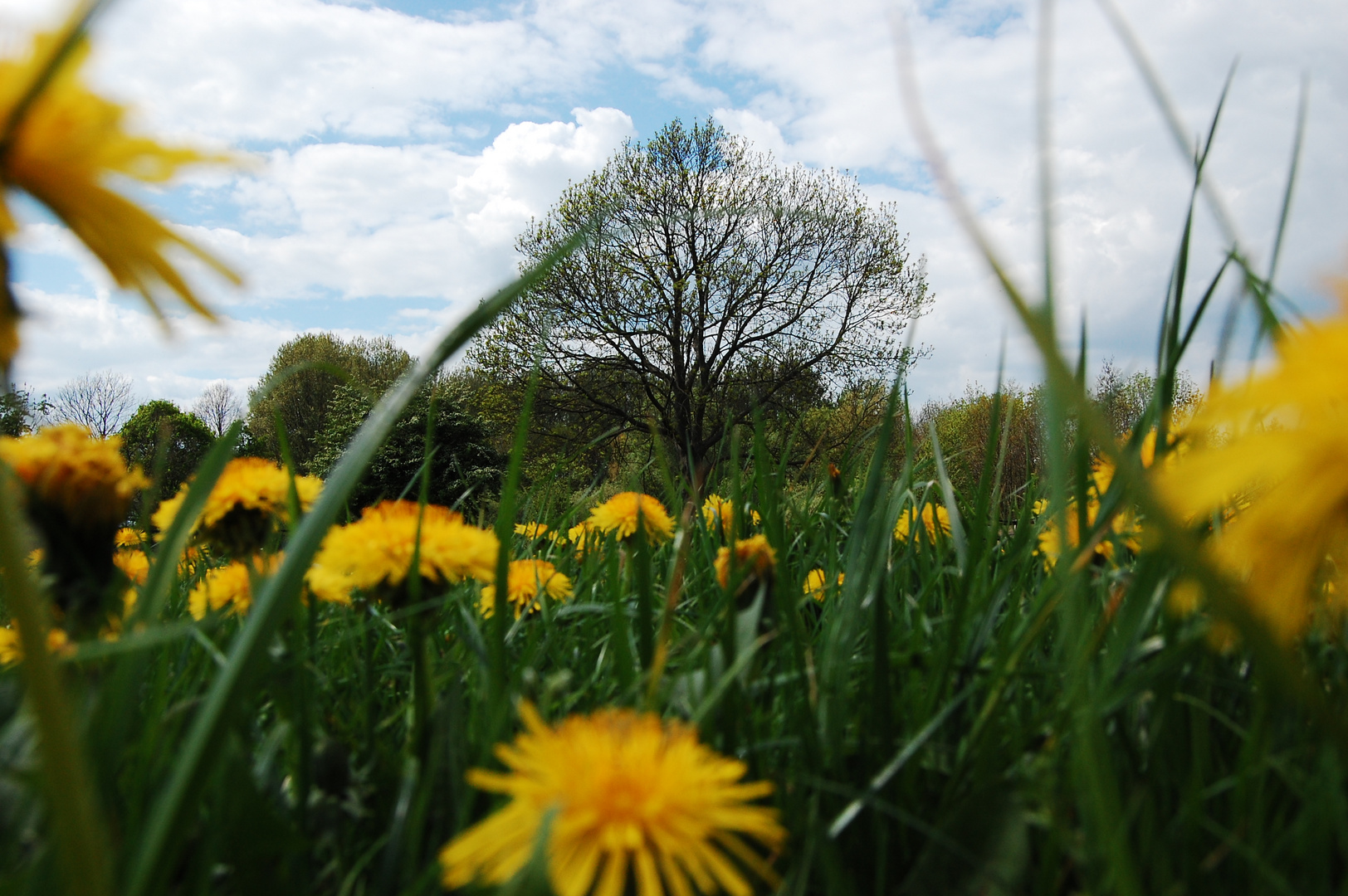 Sommerwiese