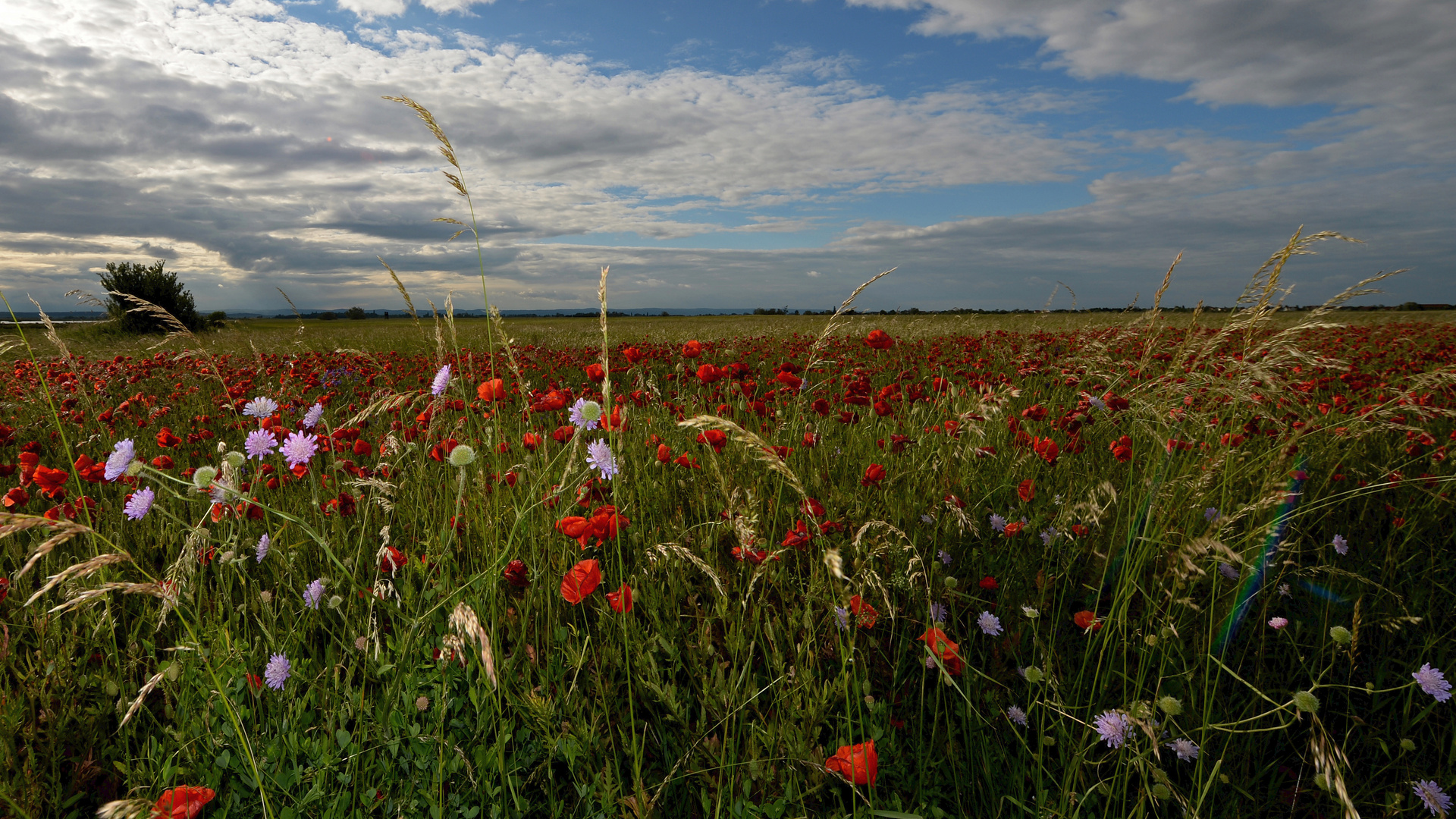 Sommerwiese