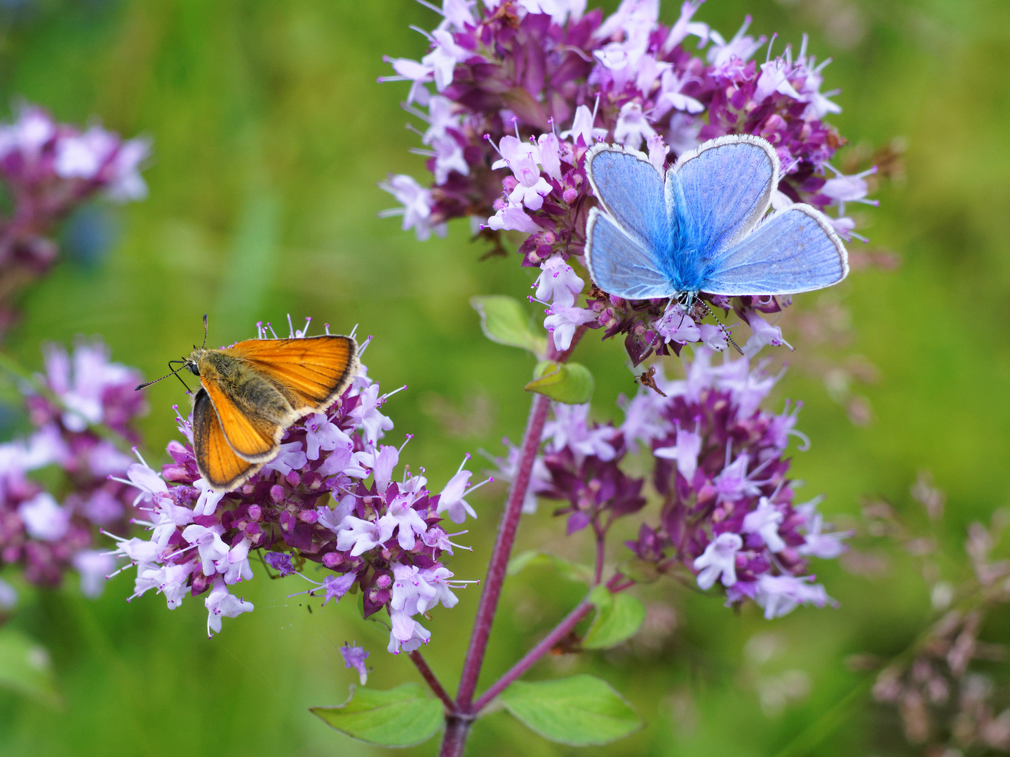 Sommerwiese