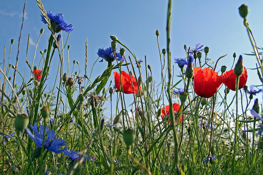 Sommerwiese