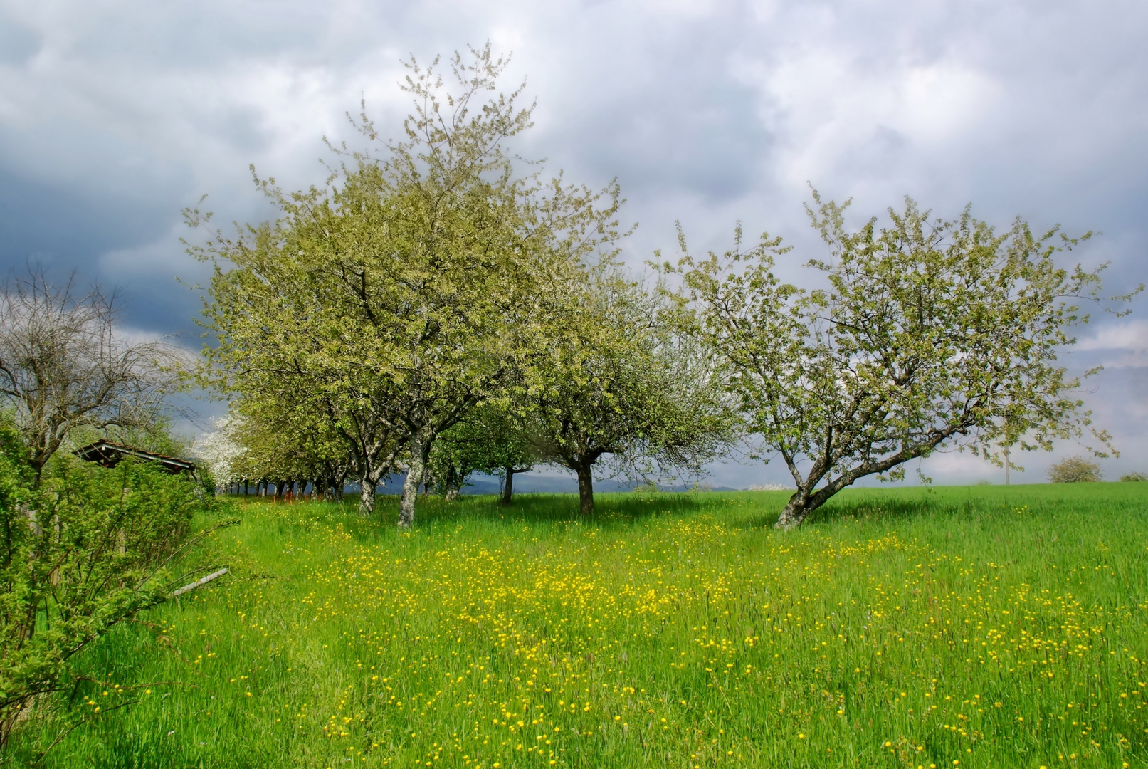 Sommerwiese