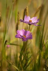 Sommerwiese