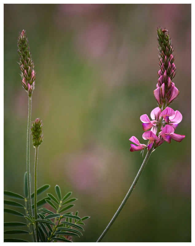 SommerWiese