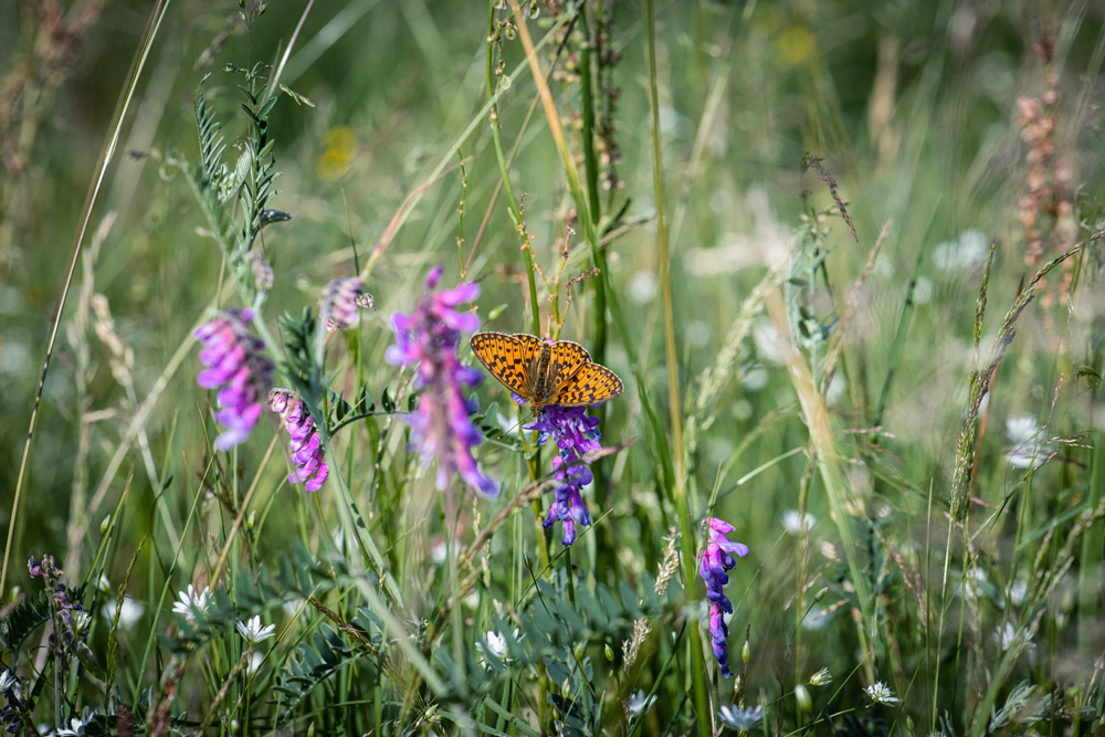 Sommerwiese