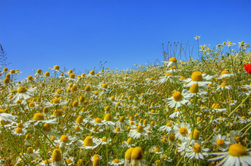 Sommerwiese