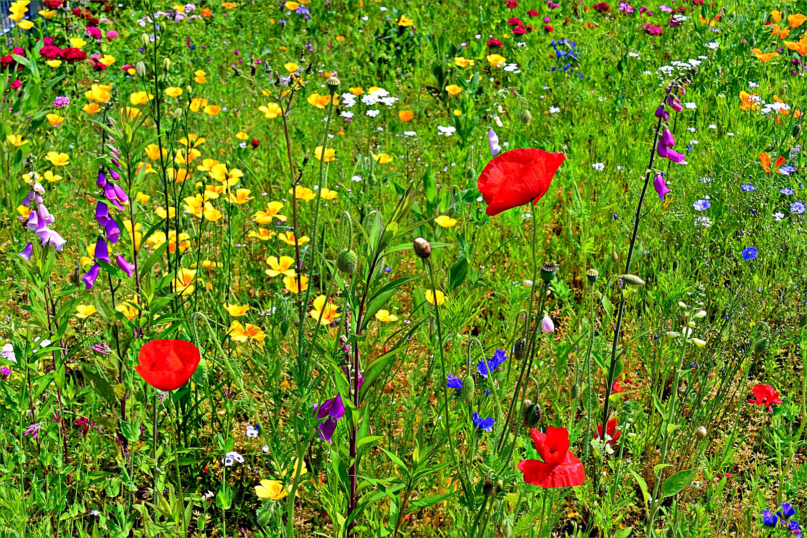 * Sommerwiese *