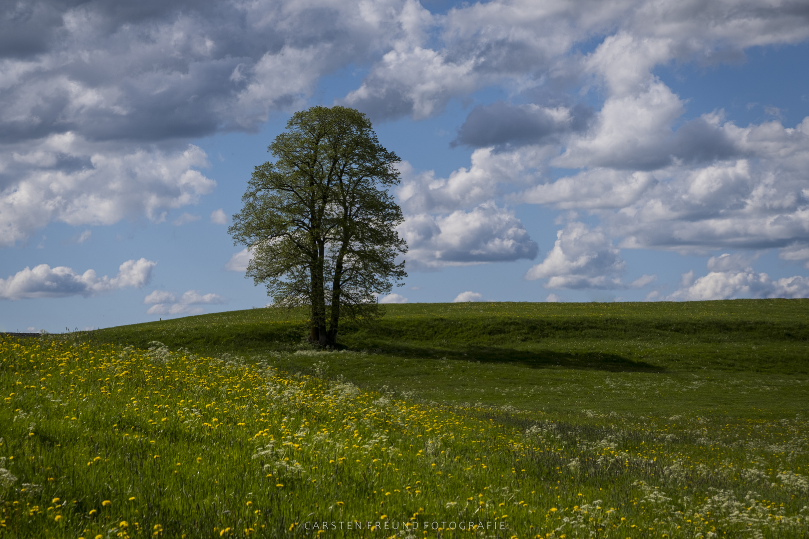 Sommerwiese