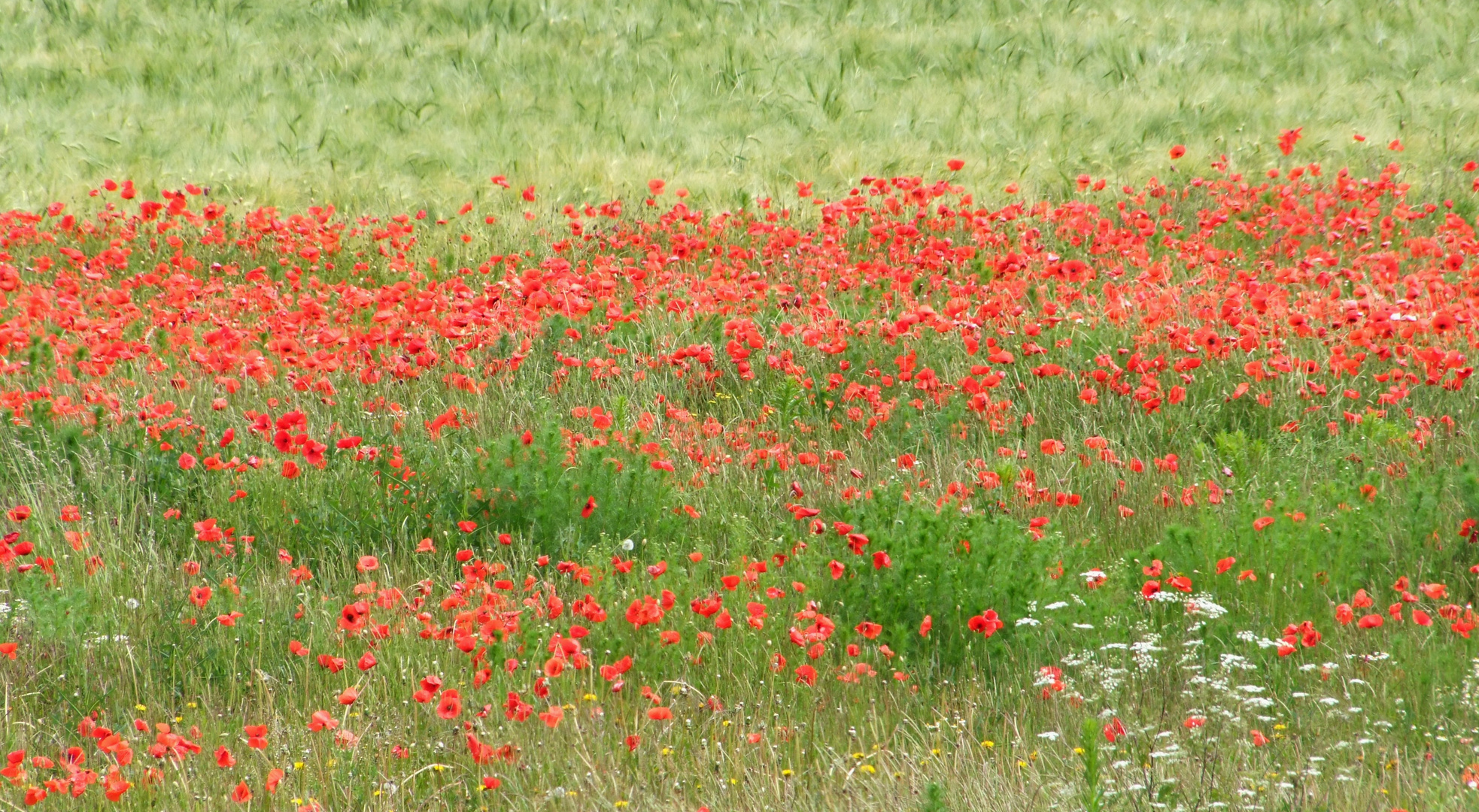 Sommerwiese