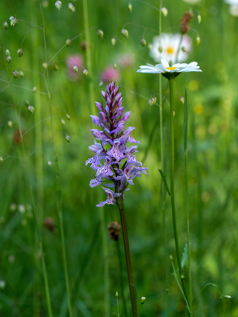 Sommerwiese